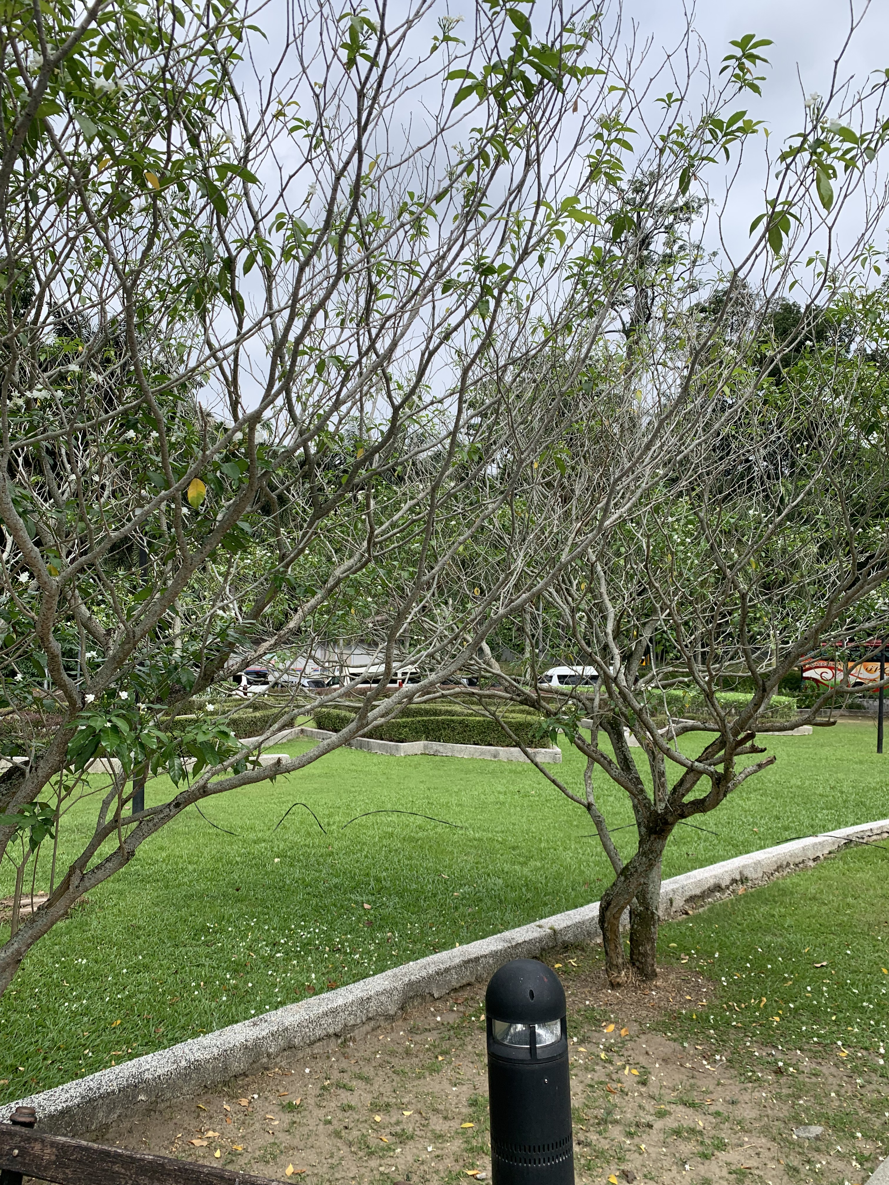 Suasana jalan setapak